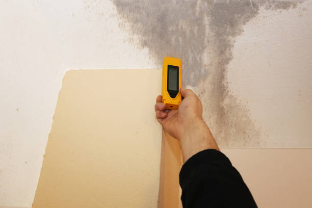 Best Basement Mold Removal  in Plymouth, MN