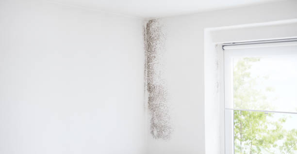 Best Black Mold Removal  in Plymouth, MN