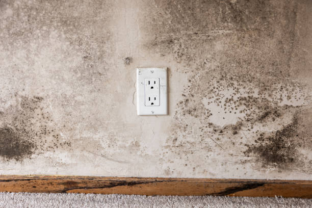 Plymouth, MN Mold Removal Company