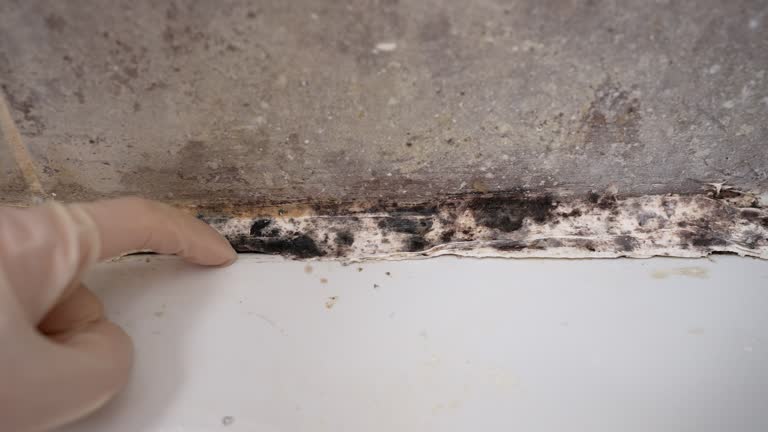 Best Emergency Mold Remediation  in Plymouth, MN