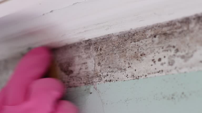 Best Mold Documentation for Insurance Claims  in Plymouth, MN